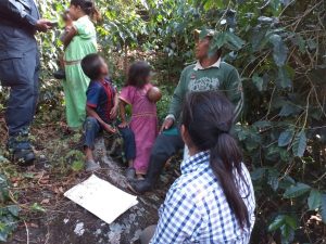 Identifican menores de edad en actividades de cosecha en cafetales