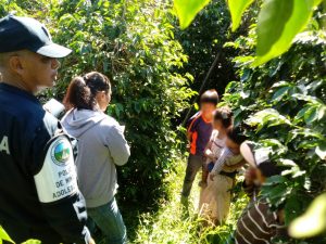 Identifican menores de edad en actividades de cosecha en cafetales