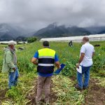 Mantienen vigilancia para prevenir trabajo infantil en zonas agrícolas chiricanas