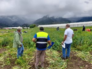 Mantienen vigilancia para prevenir trabajo infantil en zonas agrícolas chiricanas