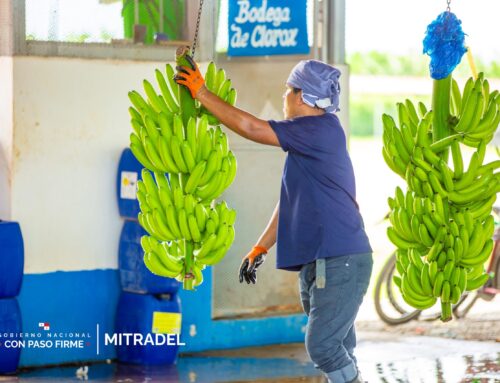 Mitradel reitera que la Ley 462 de la CSS no afecta a los obreros bananeros